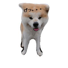 [LINEスタンプ] 秋田犬りゅうとこむぎ