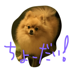 [LINEスタンプ] りんもこ