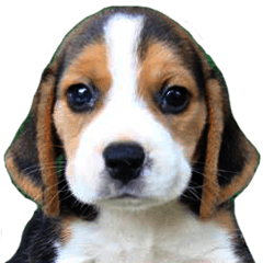 [LINEスタンプ] Nimobeagle Ver.2