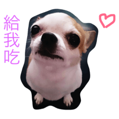 [LINEスタンプ] Chihuahua-BiBi's story