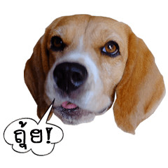 [LINEスタンプ] Shoyu The Beagle