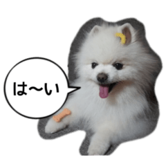 [LINEスタンプ] ぴくのすけ！白ポメラニアン写真スタンプ