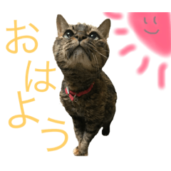 [LINEスタンプ] 猫のミーシャ