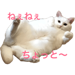 [LINEスタンプ] 猫が5匹