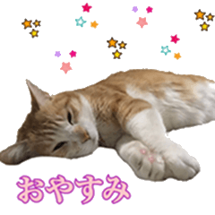 [LINEスタンプ] 佐々木家の猫たち①