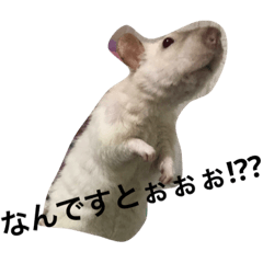 [LINEスタンプ] ファンシーラットのへーすけ君