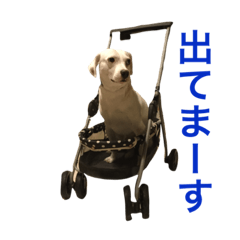 [LINEスタンプ] 柴犬と白い雑種犬-16