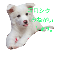 [LINEスタンプ] わたあめちゃん（白い犬）
