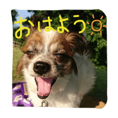 [LINEスタンプ] くぅちゃんのいろんな表情
