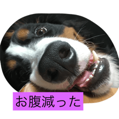 [LINEスタンプ] ふてばに