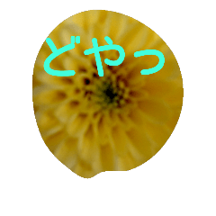 [LINEスタンプ] 花言葉2