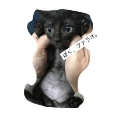 [LINEスタンプ] ねこといぬと、新入りのファラオ。