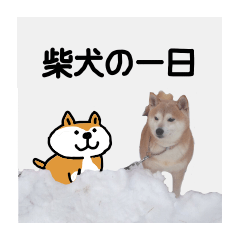 [LINEスタンプ] 柴犬「ここあ」の1日