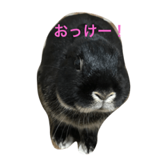 [LINEスタンプ] いつもお留守番のうさお